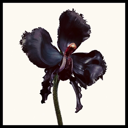 Tom Ford Black Orchid Reserve Parfum Spray