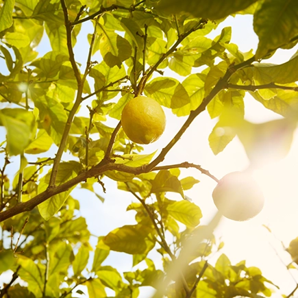 Maison Margiela Under Lemon Trees Eau de Toilette